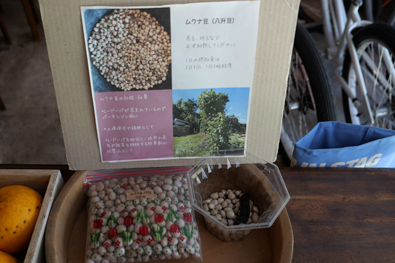 おみやげ（ムクナ豆）