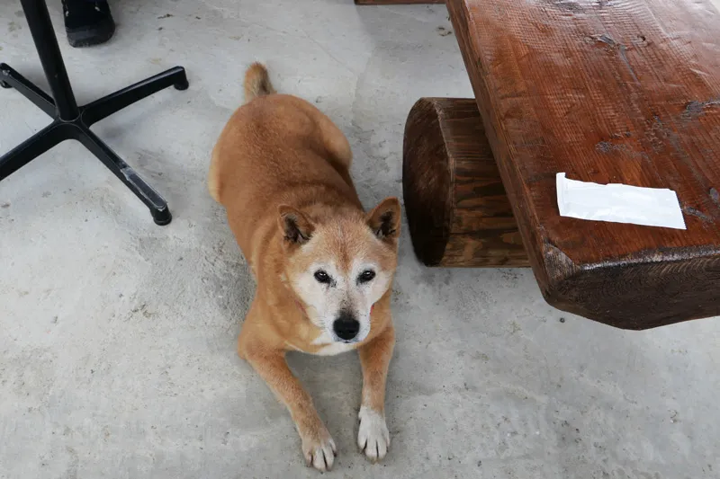 看板犬