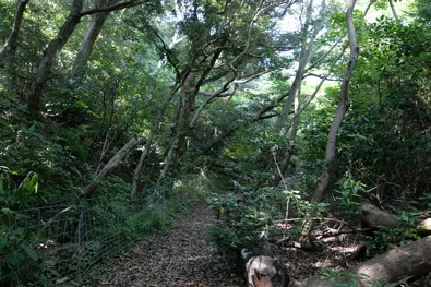 森の中の探検コース