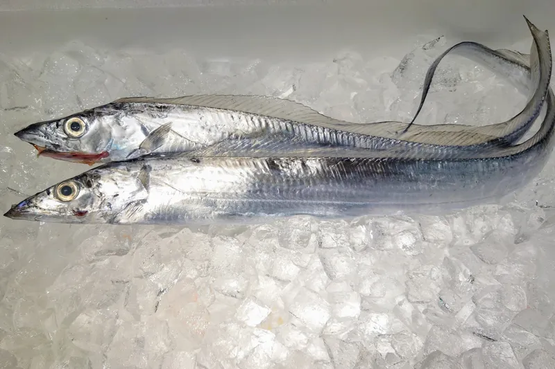 太刀魚