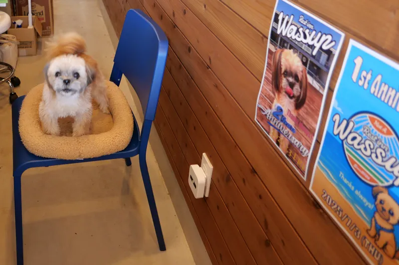 看板犬のヨヨちゃん